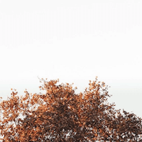 Screen Shot 2018-12-31 at 3.37.46 PM